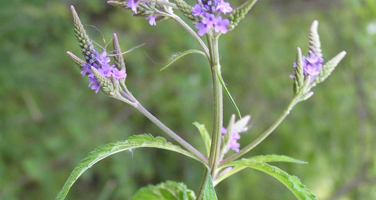 Blue vervain flower