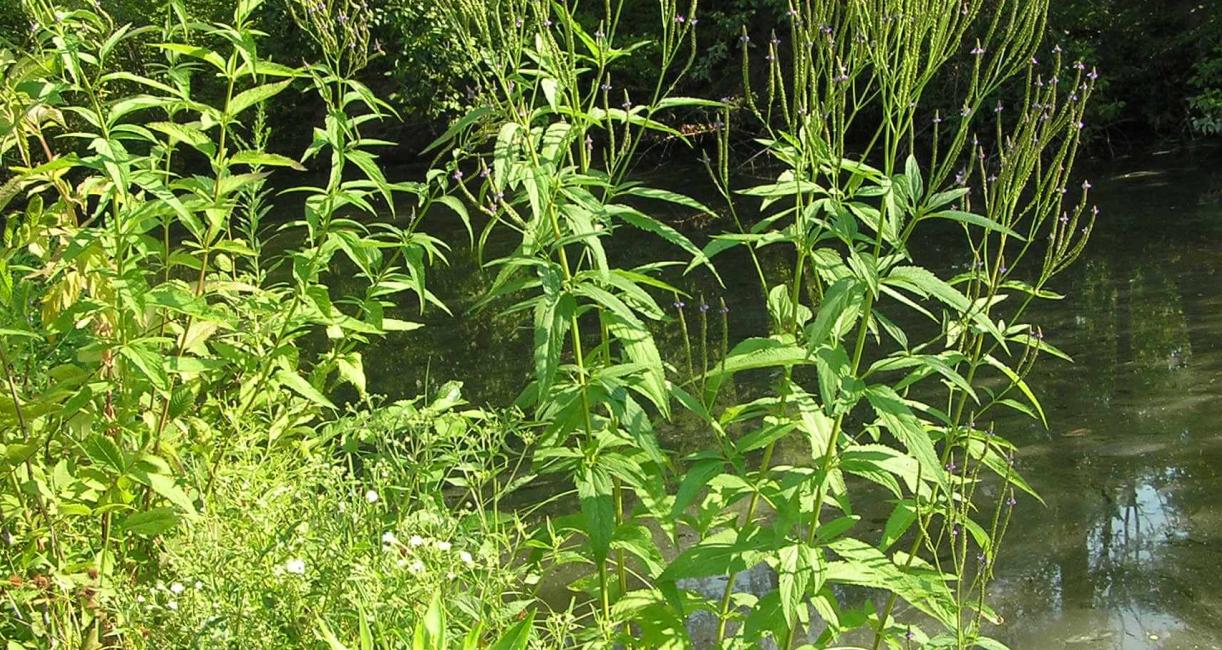 Blue vervain habit