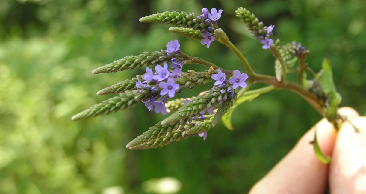 Blue vervain