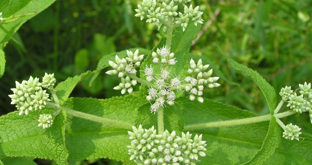 Boneset flower