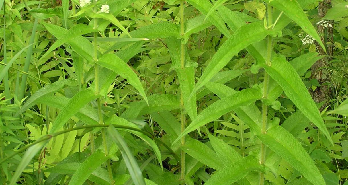 Boneset habit