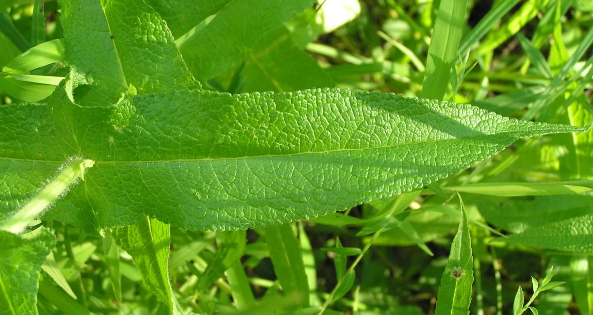 Boneset leaves