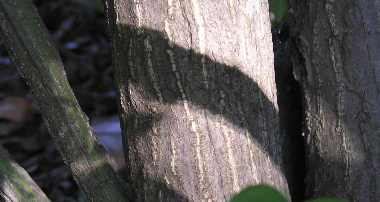 Burning Bush bark