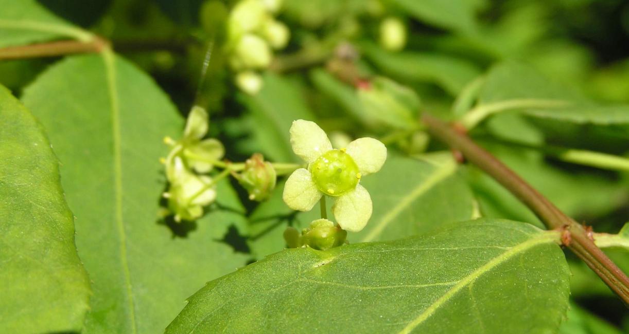 Burning Bush flower