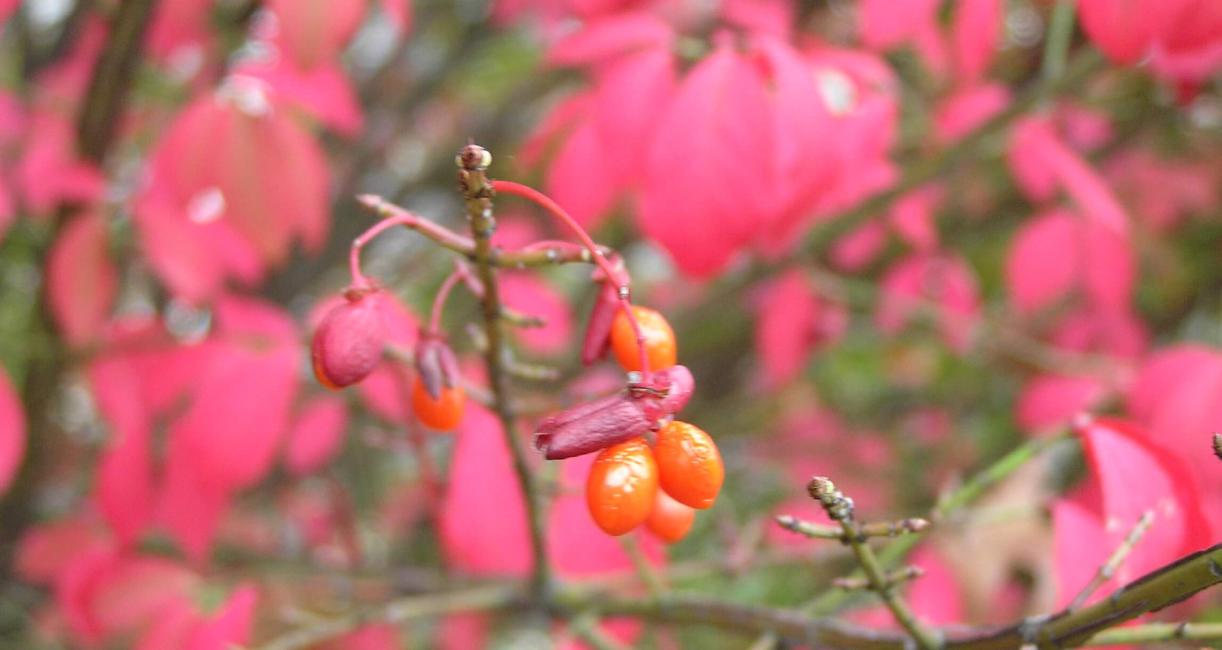 Burning Bush fruit