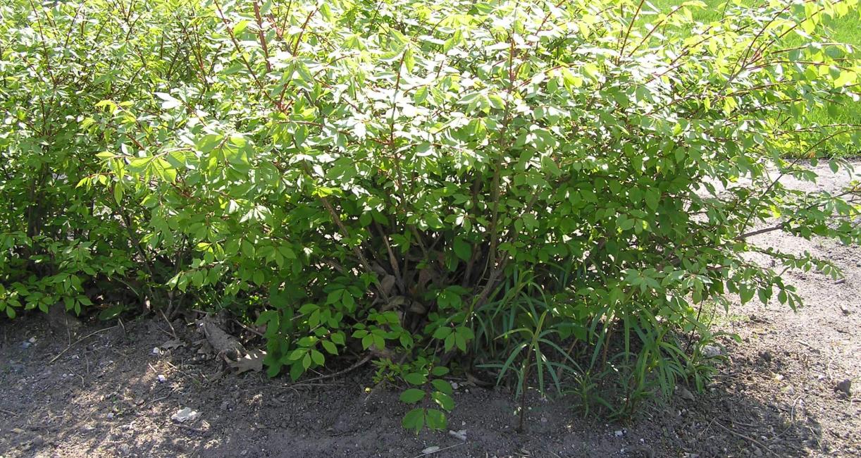 Burning Bush habit