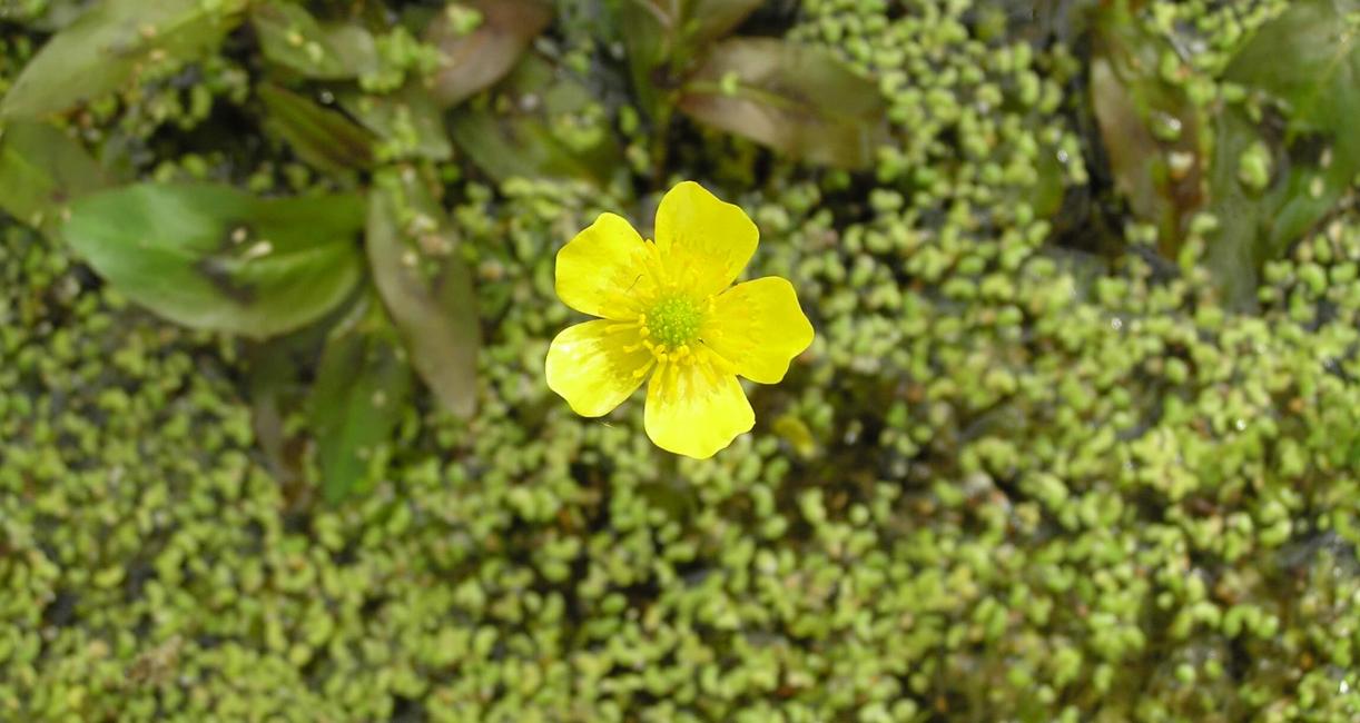 Buttercup yellow water