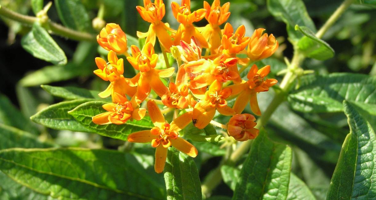 Butterfly weed flower