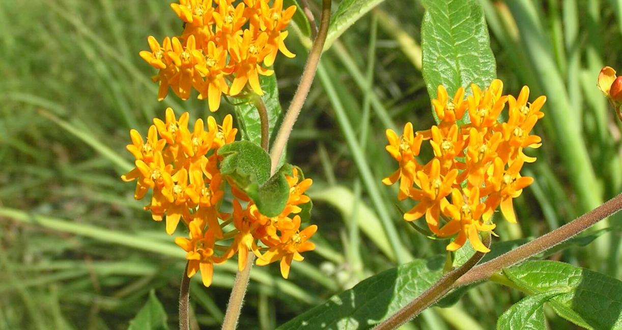 Butterfly weed flower