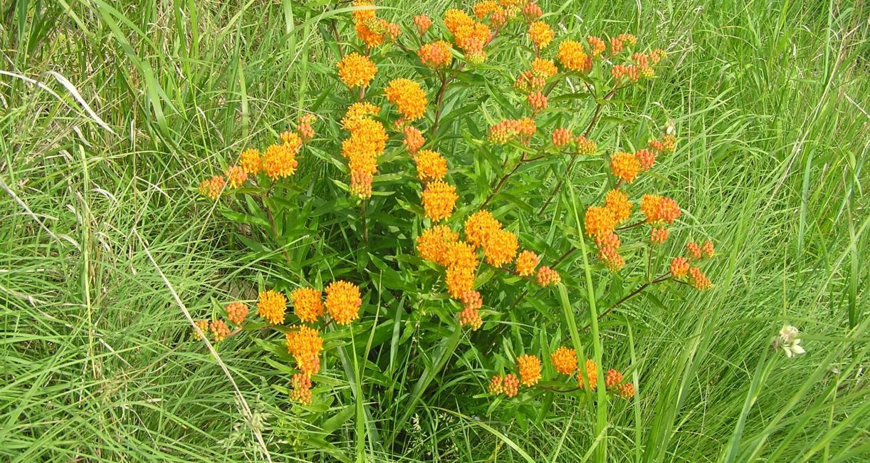 Butterfly weed habit