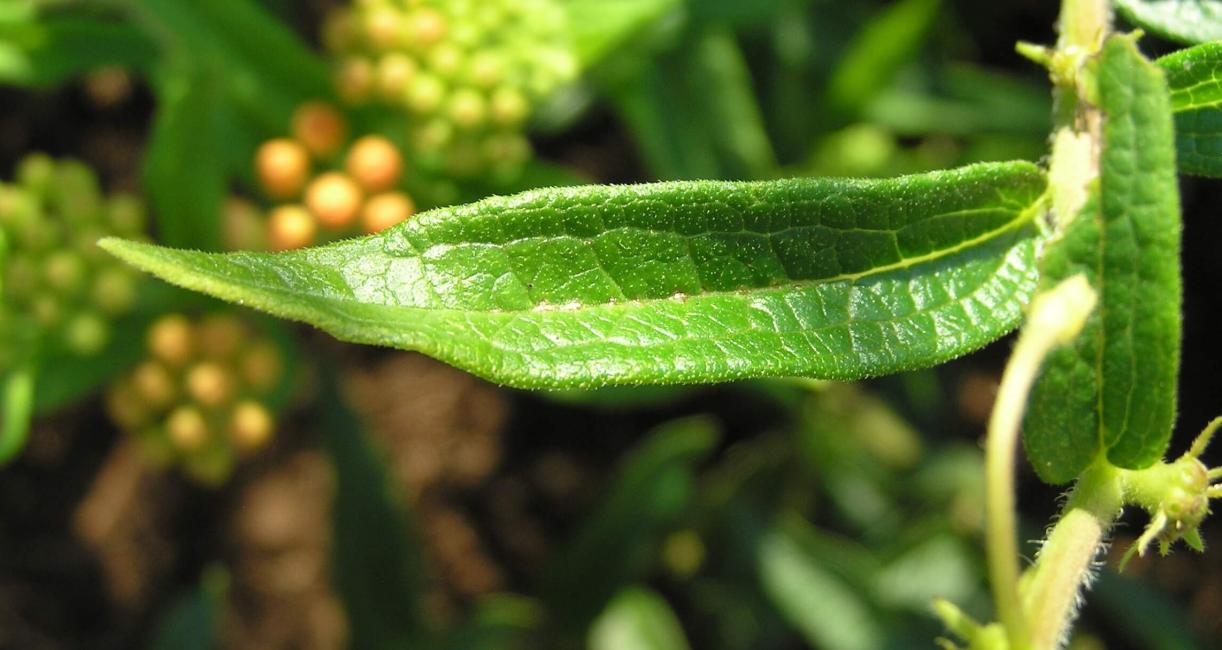 Butterfly weed leaves