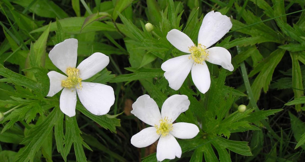 Canada Anemone flower