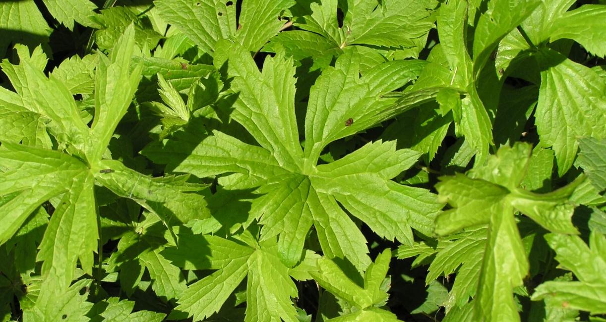 Canada anemone habit