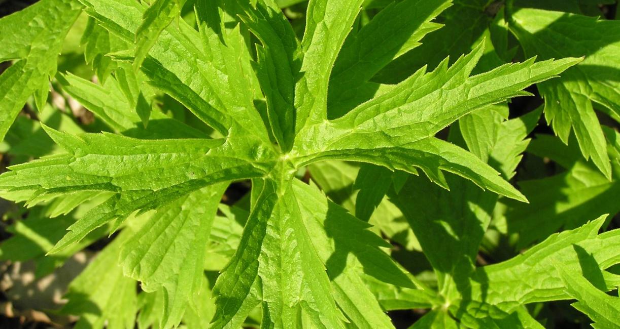 Canada anemone leaves