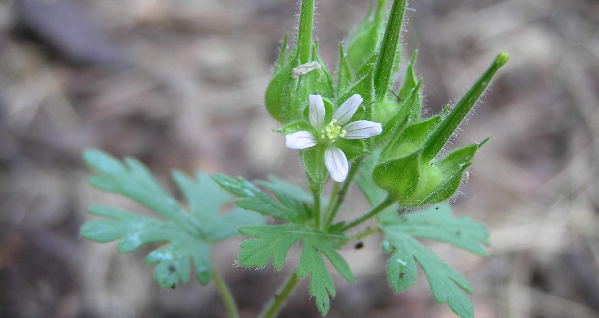 Carolina Cranesbill flower