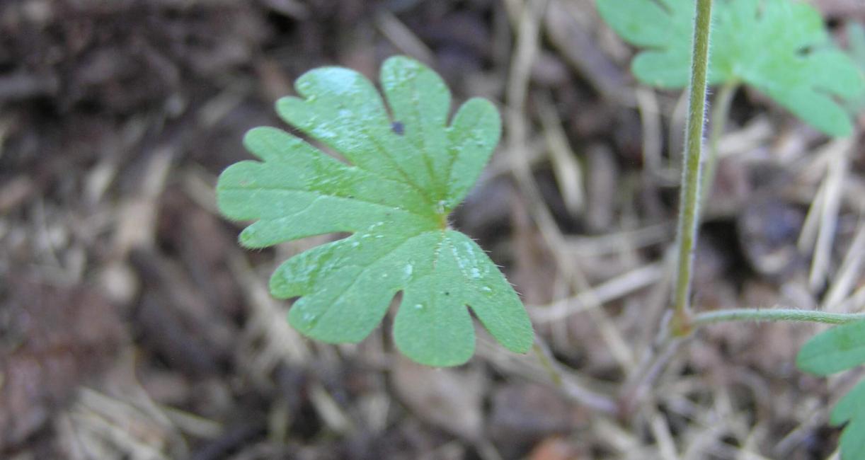Carolina Cranesbill leaves