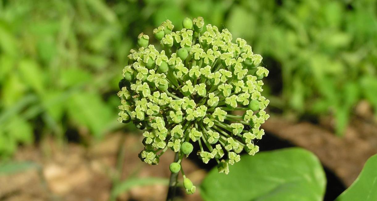 Carrion flower