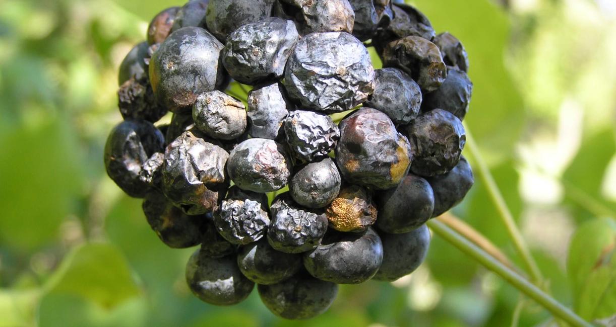 Carrion Flower fruit