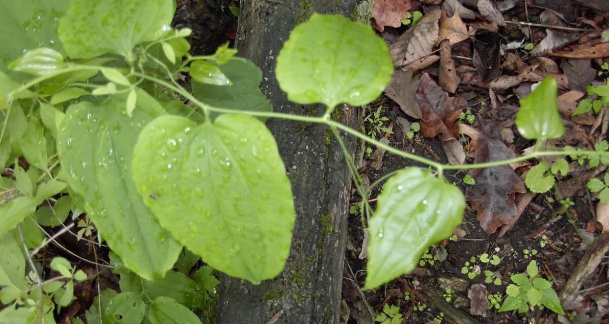 Carrion Flower habit