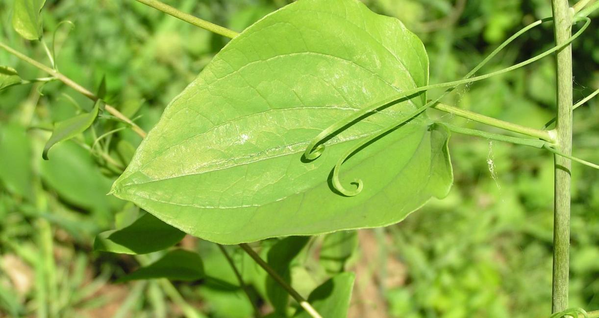 Carrion Flower leaves
