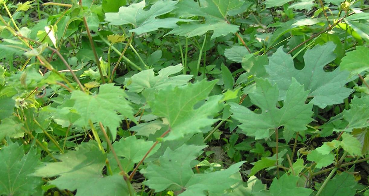 Catbird grape habit