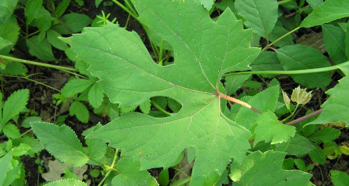 Catbird grape leaves