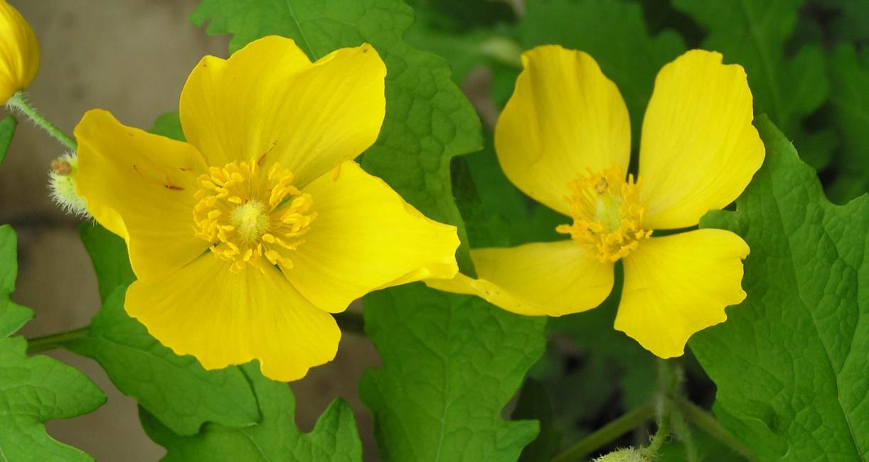 Celandine Poppy flower