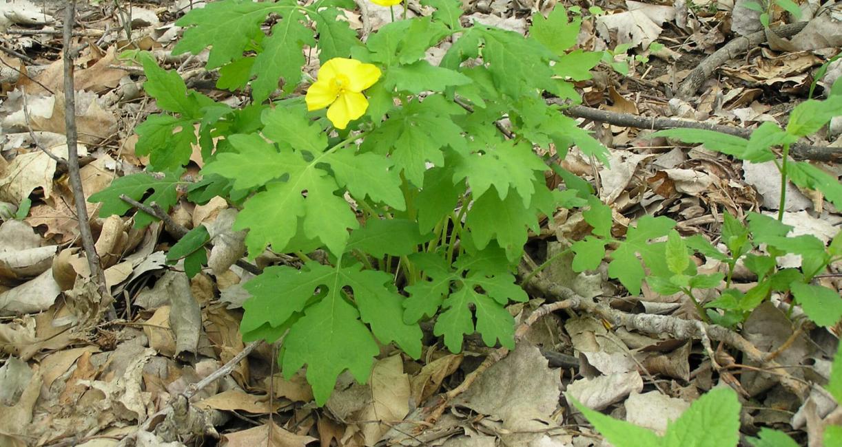 Celandine Poppy habit