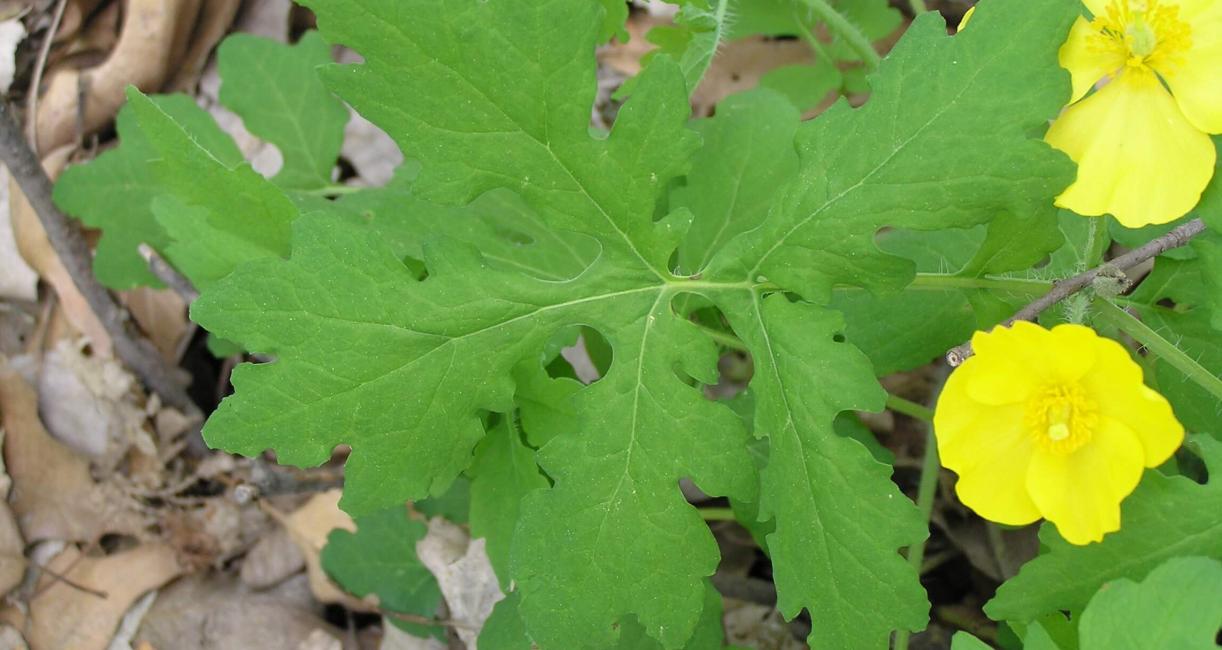 Celandine Poppy leaves