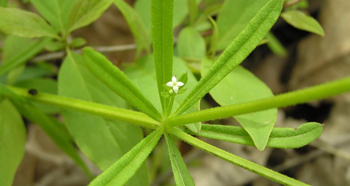 Clevers flower