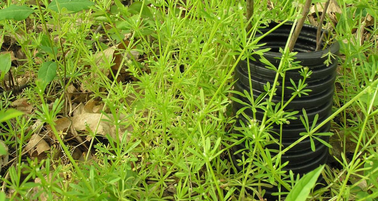 Clevers habit