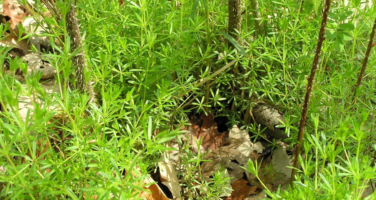 Clevers habit