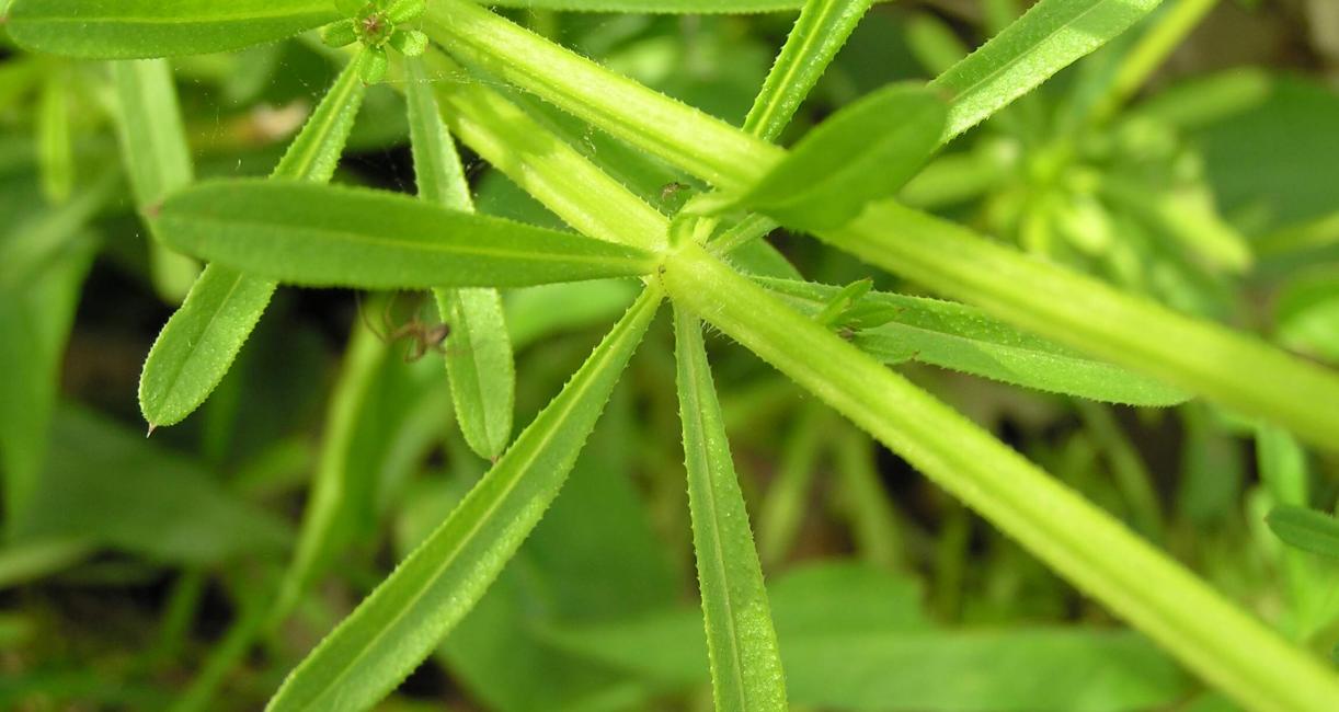 Clevers leaves
