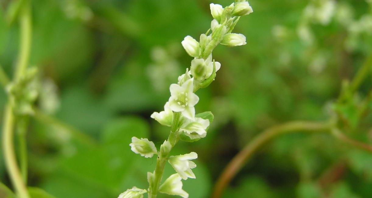Climbing False Buckwheat flower