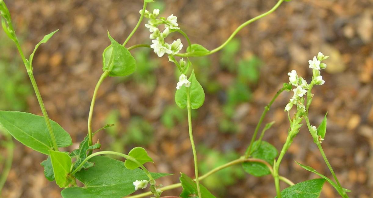 Climbing False Buckwheat habit