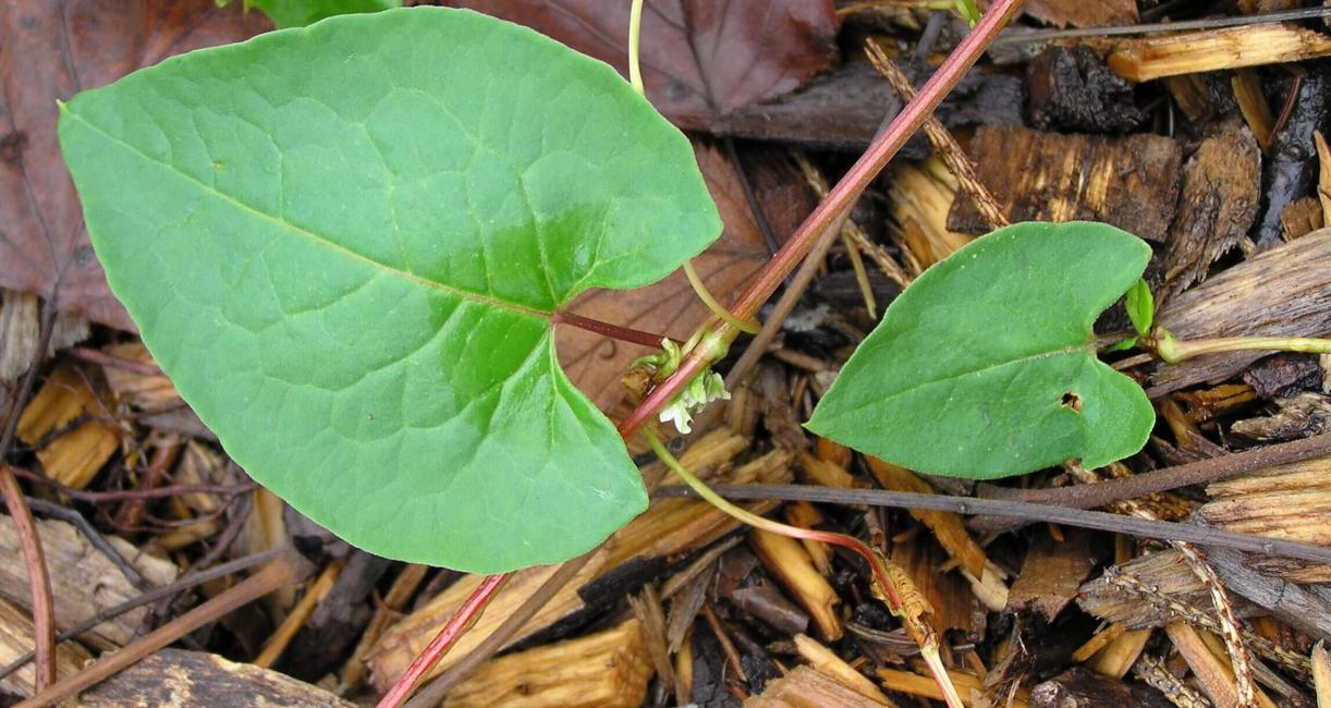 Climbing False Buckwheat leaves