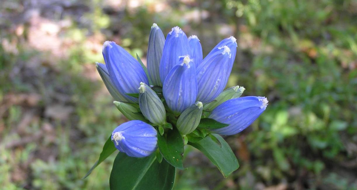Closed Gentian flower