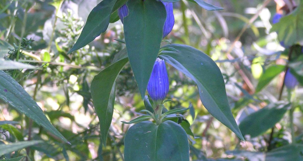 Closed Gentian habit