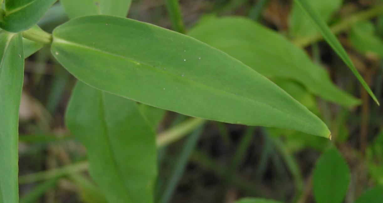 Closed Gentian leaves