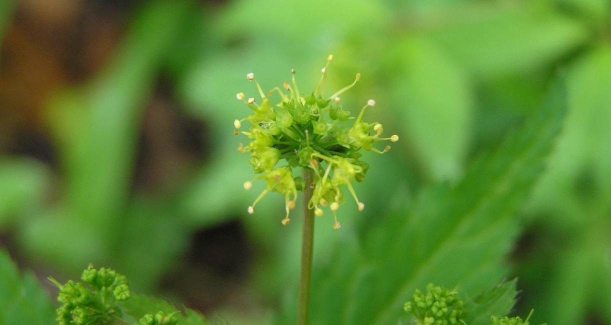 Clustered Snakeroot flower