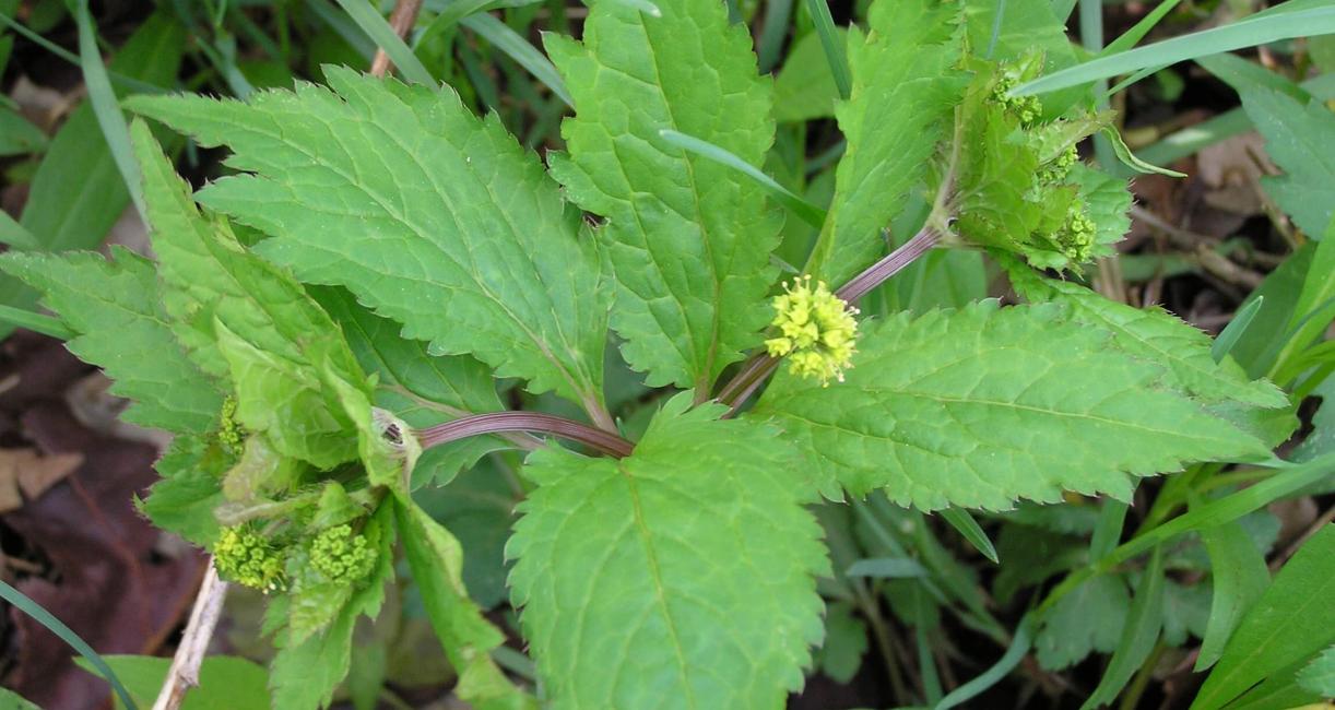 Clustered Snakeroot habit