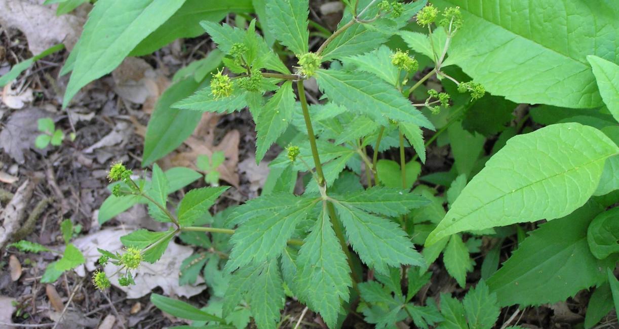 Clustered Snakeroot habit