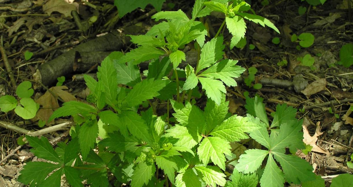 Clustered Snakeroot habit