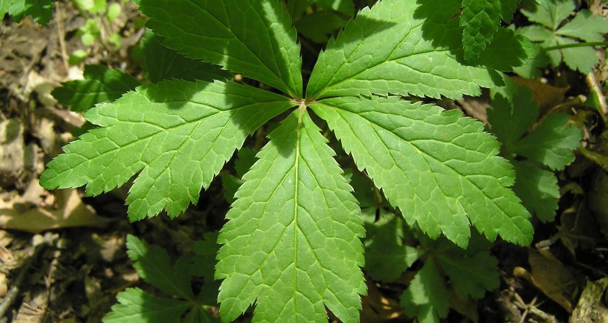Clustered Snakeroot leaves