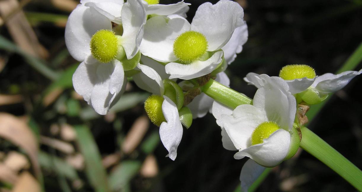 Common Arrowhead flower