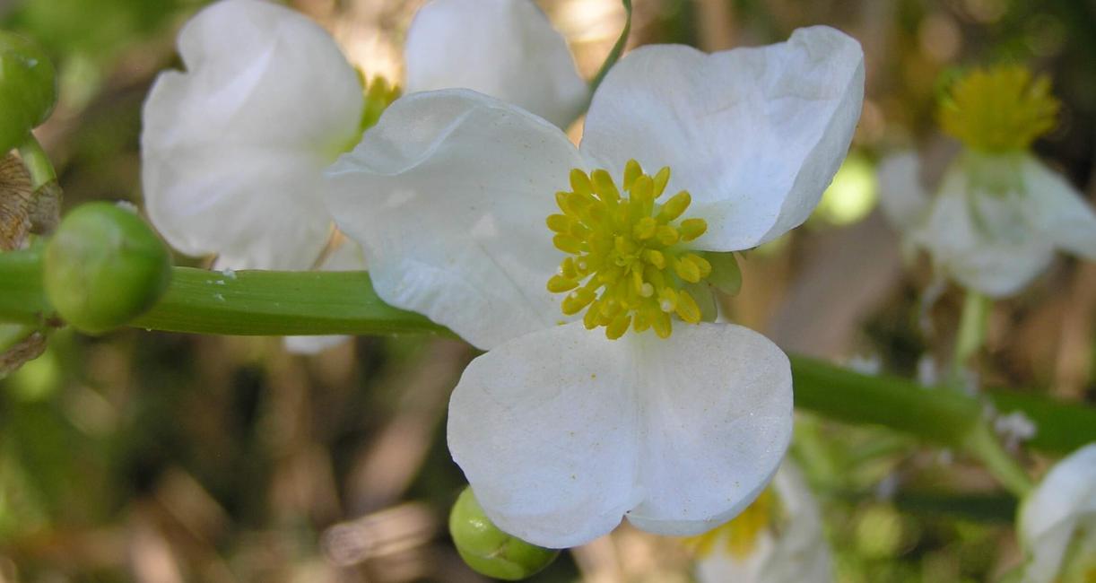Common Arrowhead flower