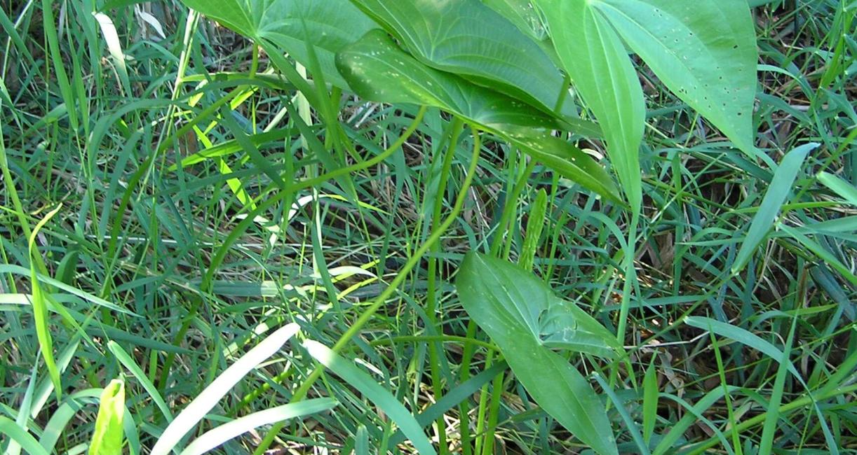 Common Arrowhead habit