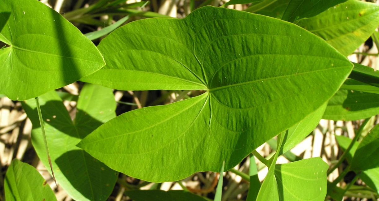 Common Arrowhead leaves