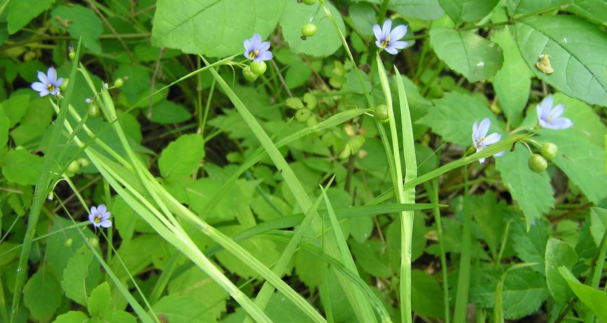 Common Blue Eyed Grass flower