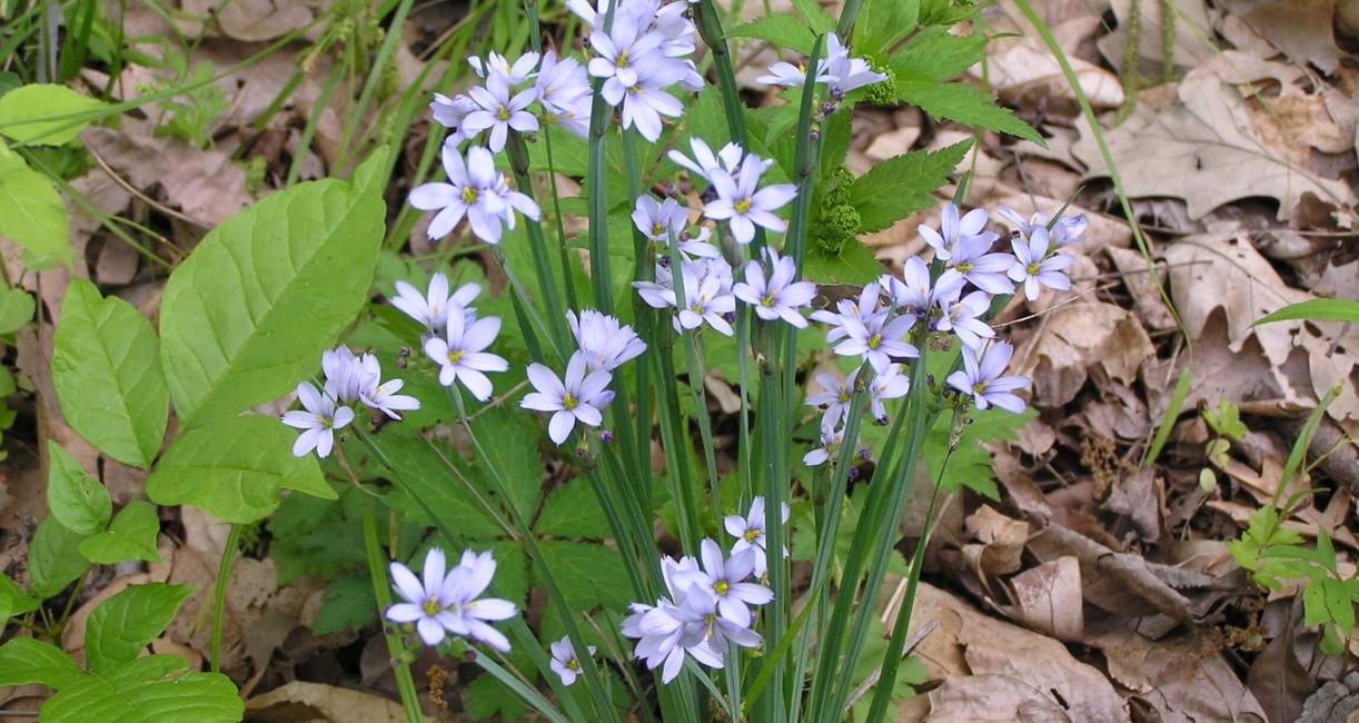 Common Blue Eyed Grass habit